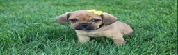 Puggle dogs for sale: Allie - Ad 1