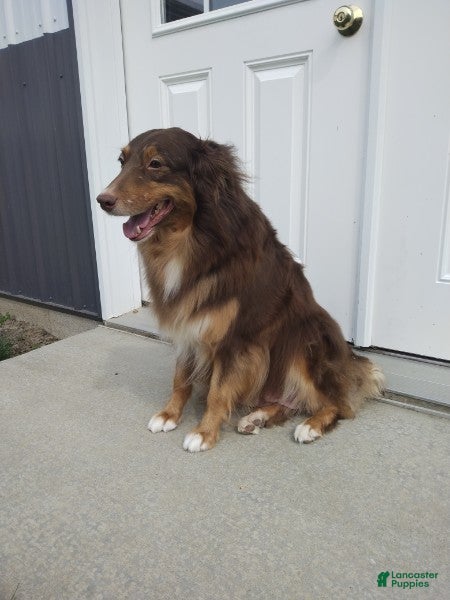 Australian Shepherd dogs for sale: Margie - Ad 10
