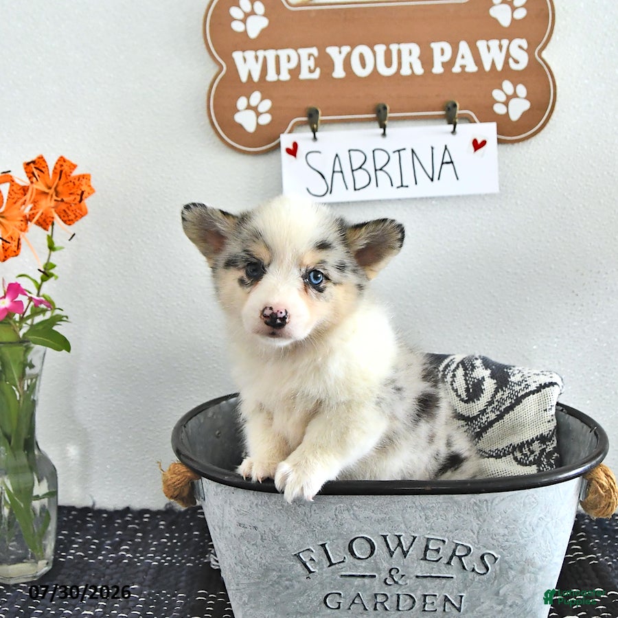 Mixed Breed dogs Sabrina - Ad 2