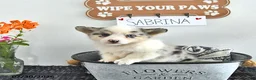 Mixed Breed dogs for sale: Sabrina - Ad 2