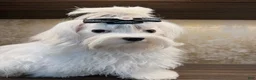 Maltese dogs for sale: Tobi - Ad 7