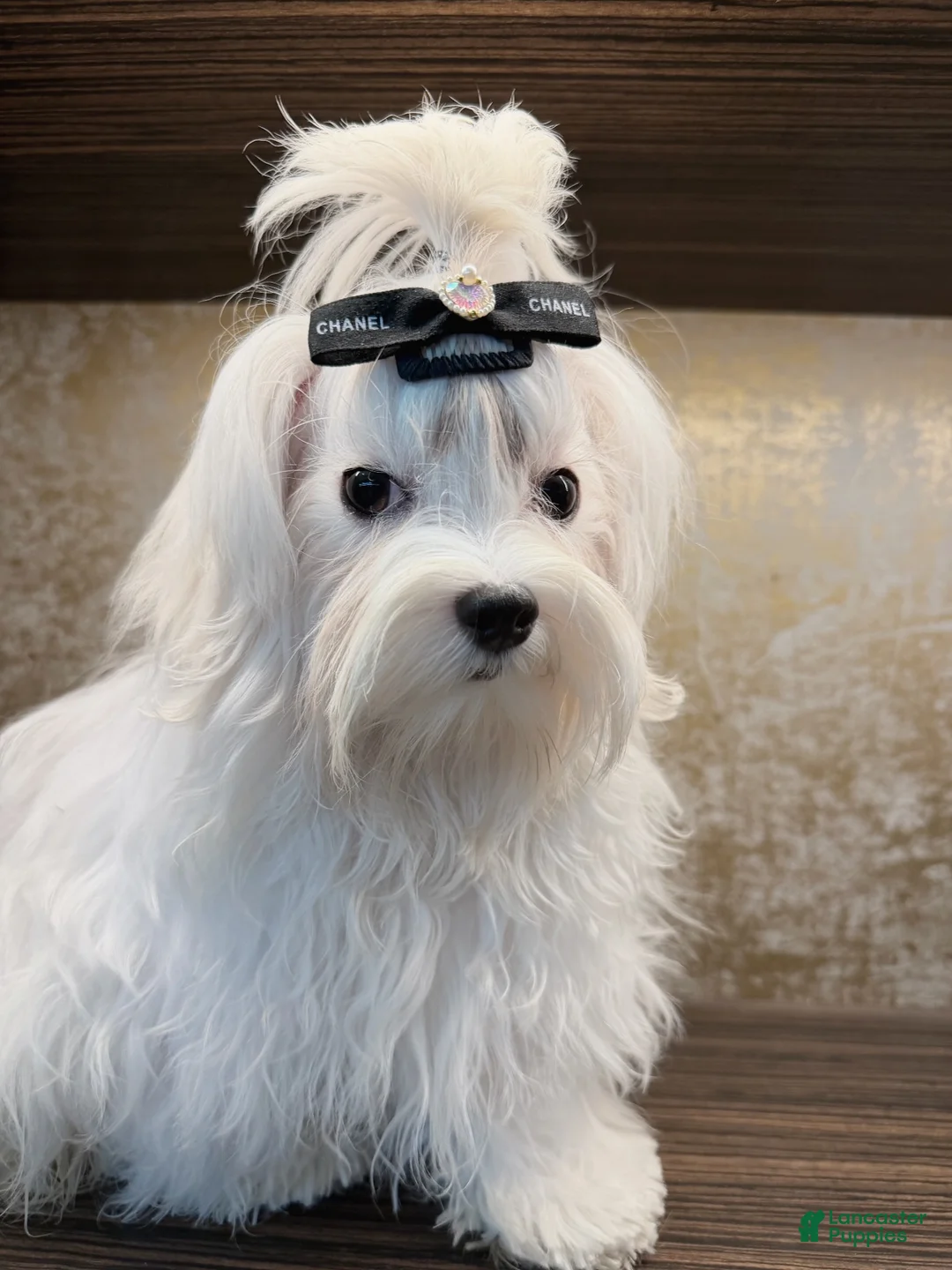 Maltese dogs for sale: Tobi - Ad 7