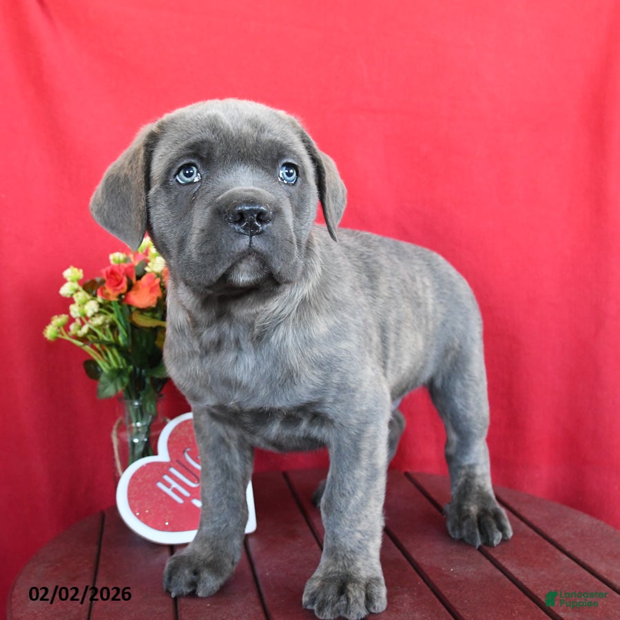 Cane Corso dogs Harry - Ad 25