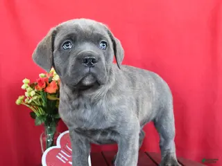 Cane Corso dogs Harry - Ad 25