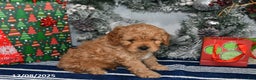 Cockapoo dogs for sale: Ranger - Ad 4