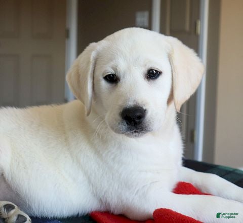 Labrador Retriever dogs Molly -Champ lines - Ad 1