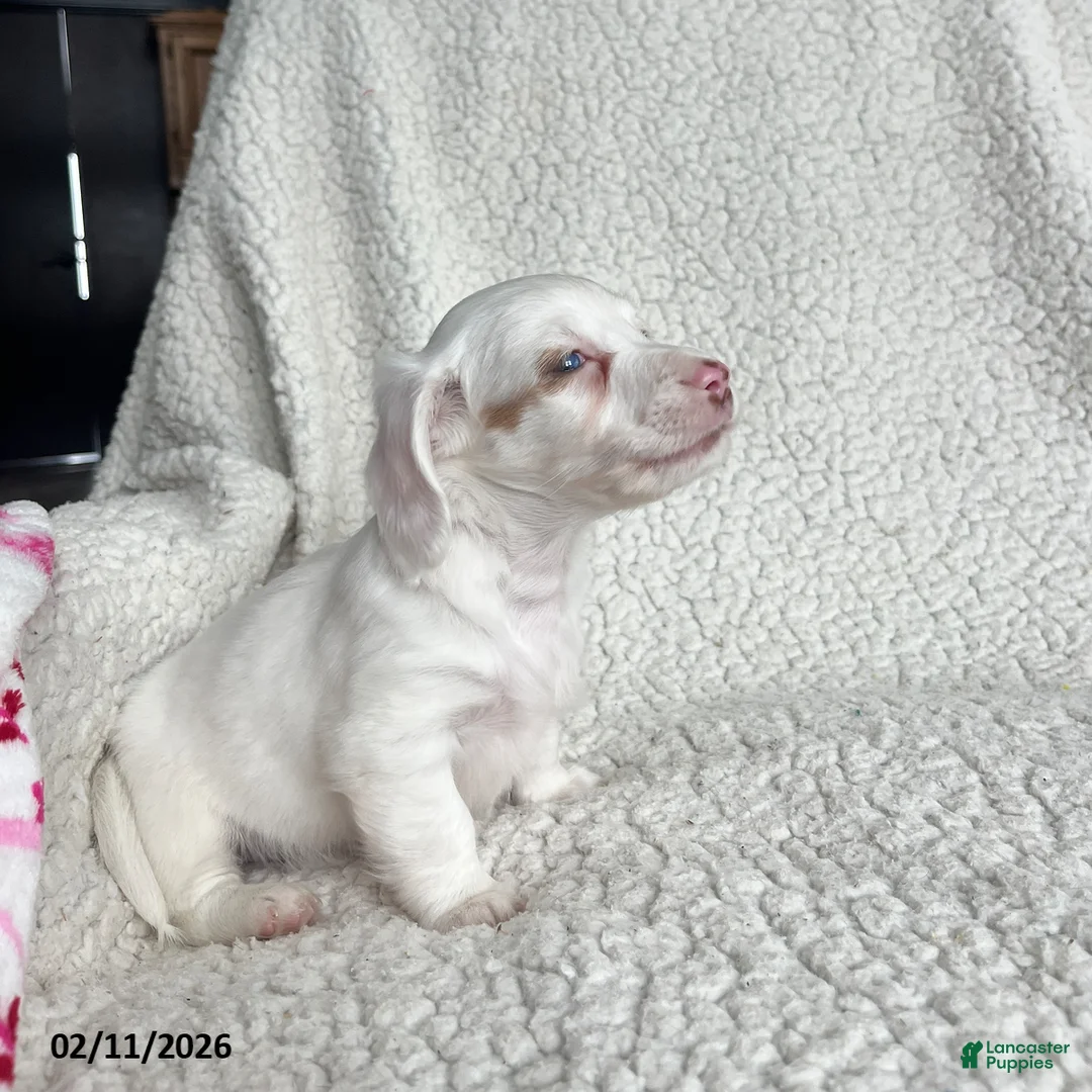 Miniature Dachshund dogs for sale: Snowflower Special Needs - Ad 3