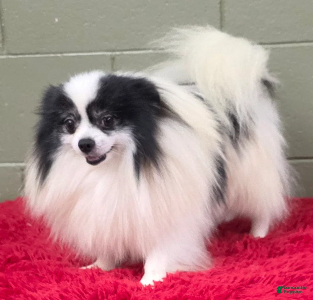 Pomeranian dogs for sale: Dimitri  - Ad 3