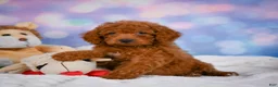 Cavapoo dogs for sale: Daisy - Ad 3