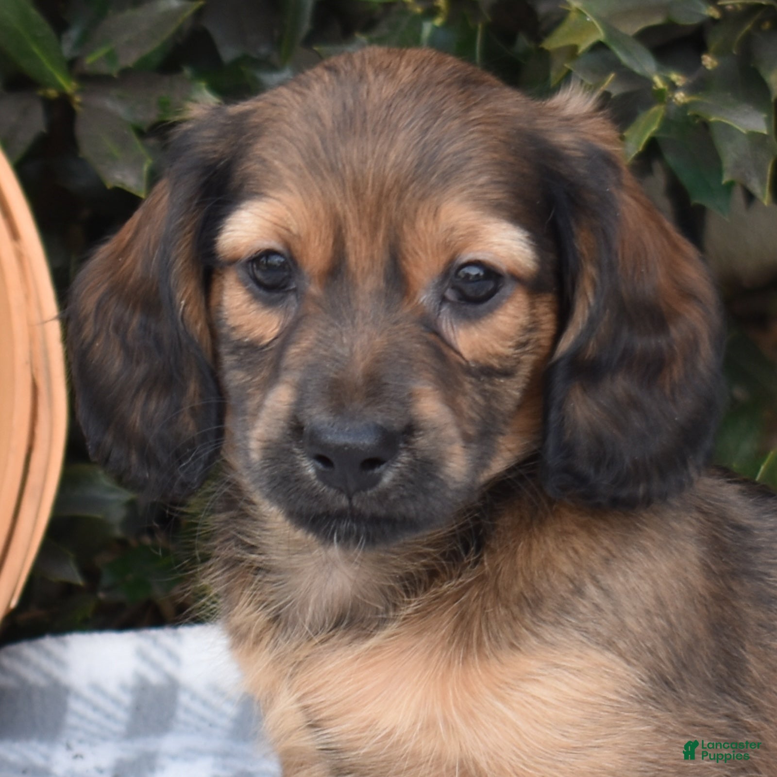 Miniature Dachshund dogs Strudel - Ad 2