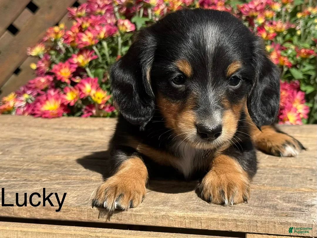 Miniature Dachshund dogs for sale: Lucky - Ad 1