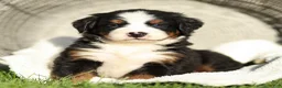 Bernese Mountain Dog dogs for sale: Jonah Bernese Mountain Dog  - Ad 3