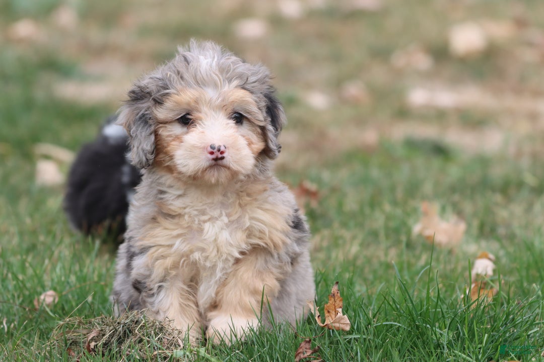Darling for sale in Newaygo Lancaster Puppies