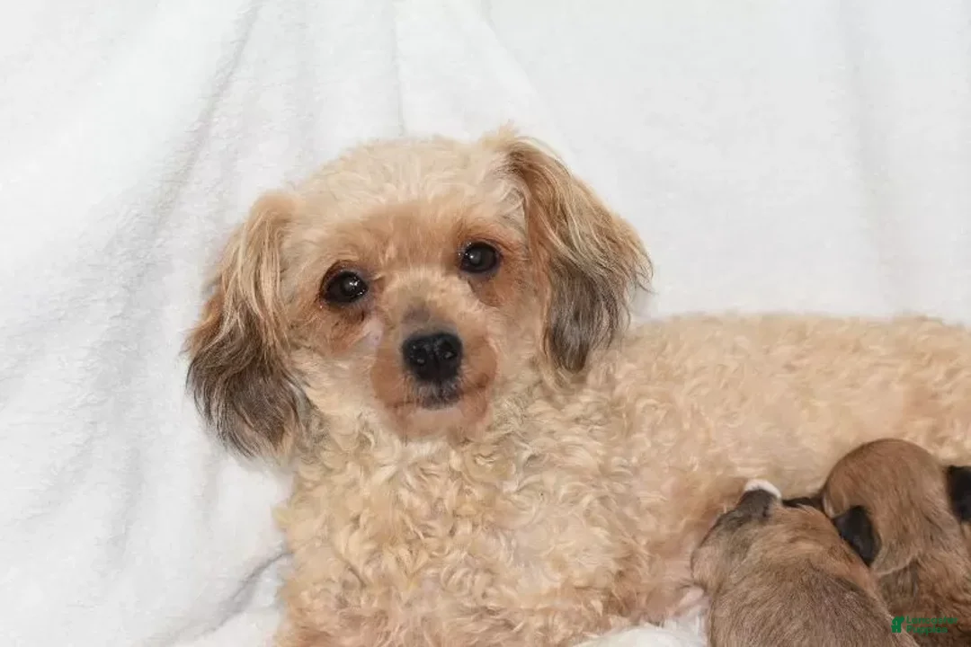 Maltipoo dogs for sale: Scout - Ad 14