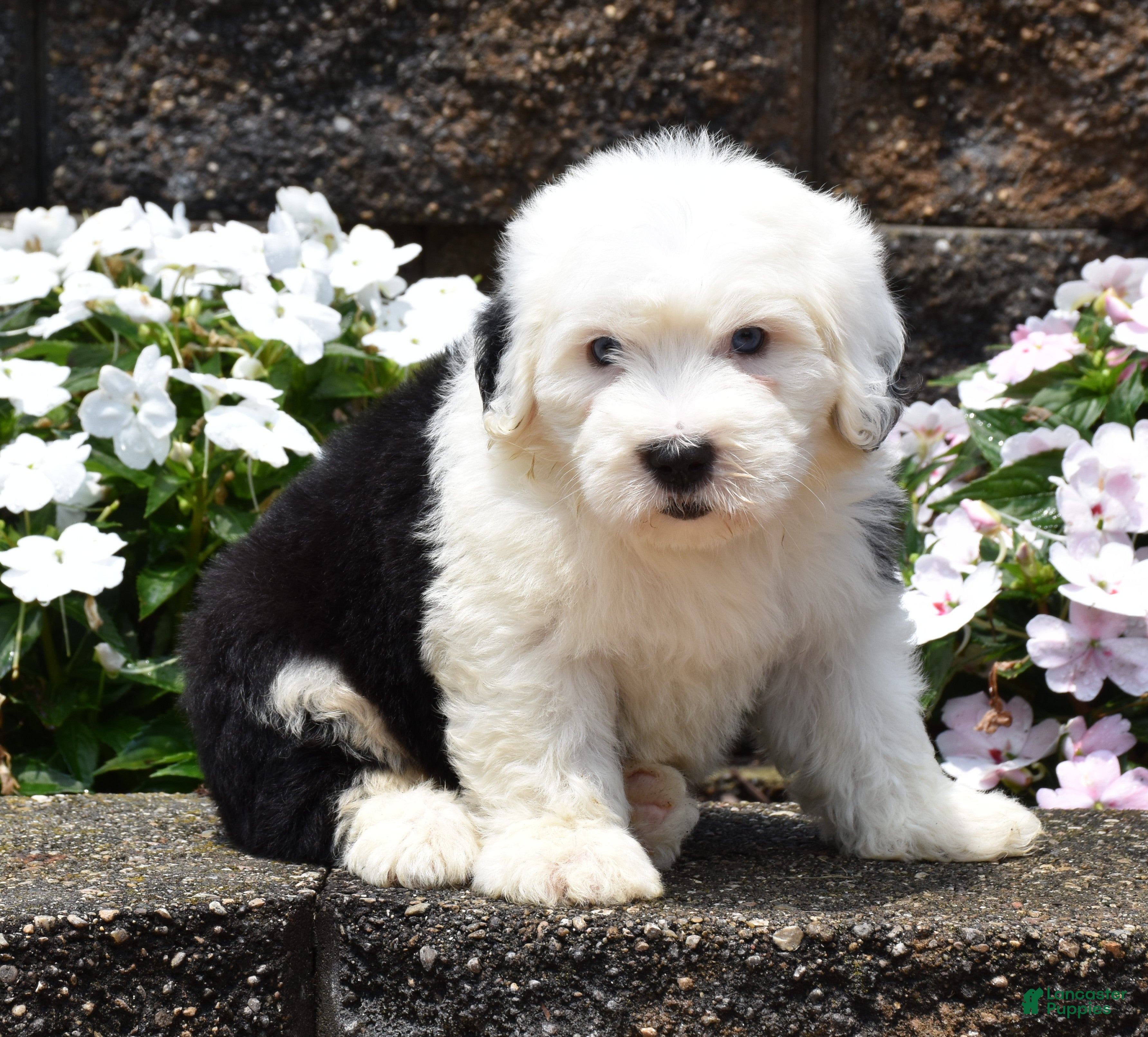 Old English Sheepdog dogs Mango - Ad 1