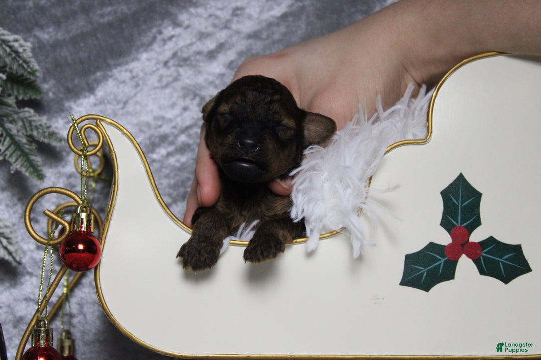 Toy Poodle dogs for sale: Sardonyx - Ad 2