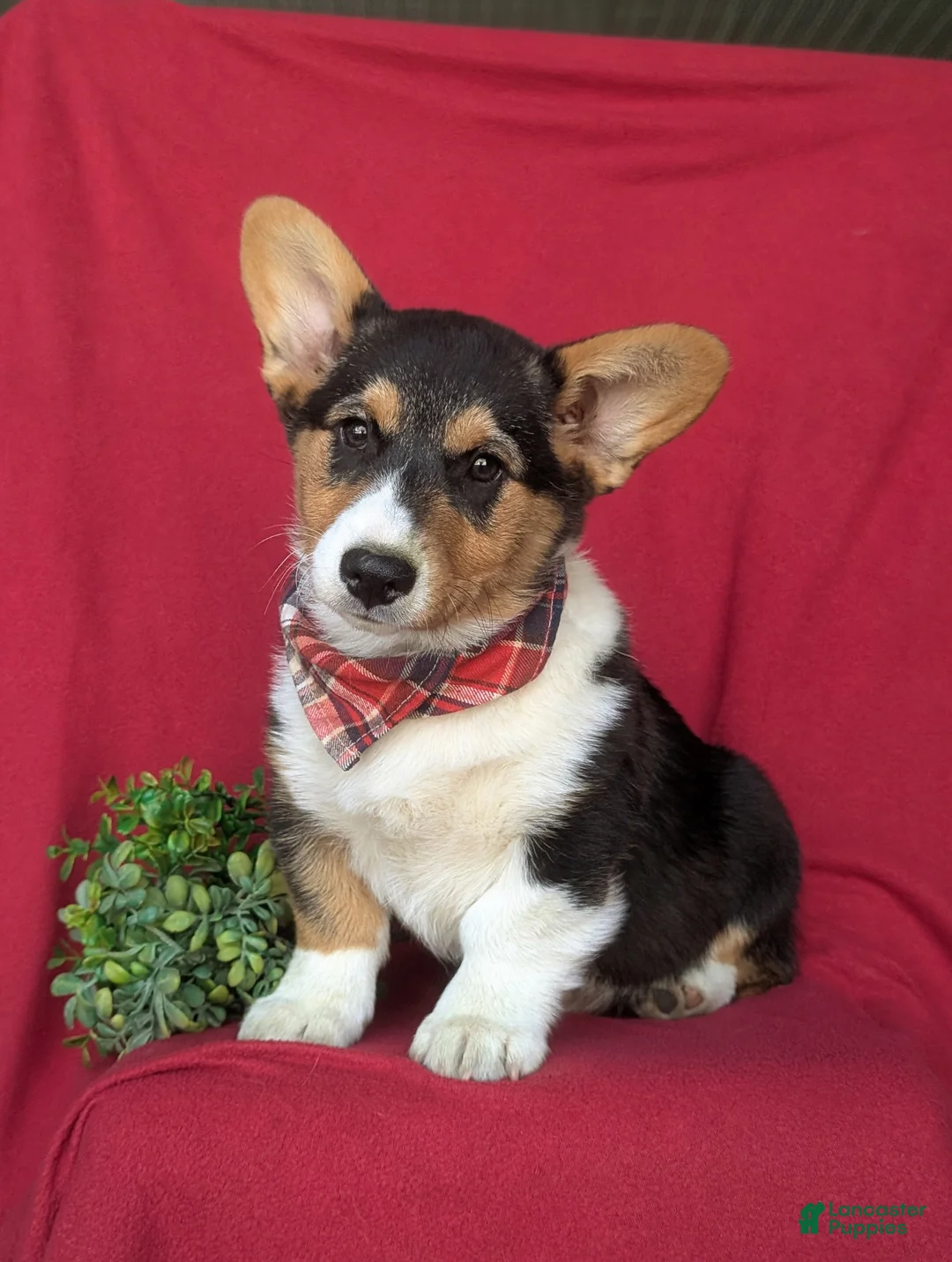 Welsh Corgi Pembroke dogs for sale: Garrity - Ad 1