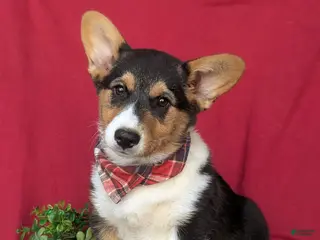 Welsh Corgi Pembroke dogs for sale: Garrity - Ad 3