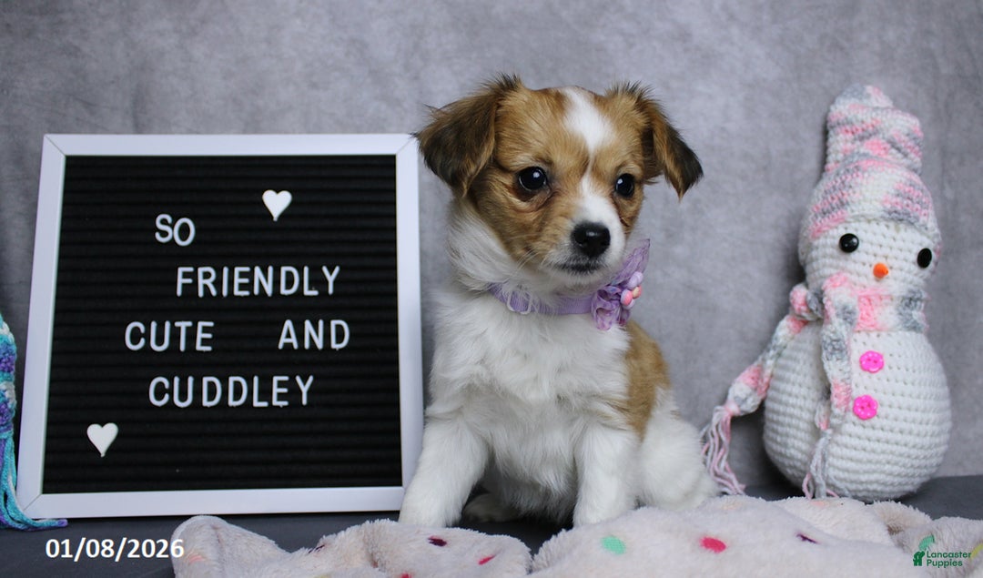 Papillon dogs for sale: Nelly - Ad 4