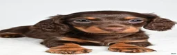 Miniature Dachshund dogs for sale: Shane  - Ad 4