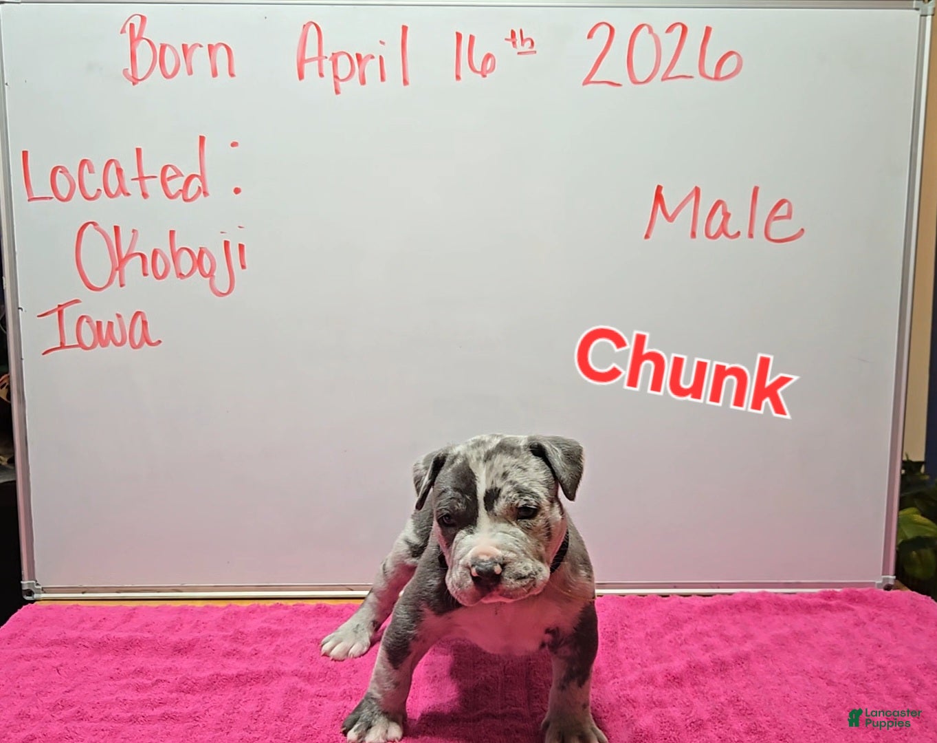 American Bully dogs American Bully Puppy 1 - Ad 4