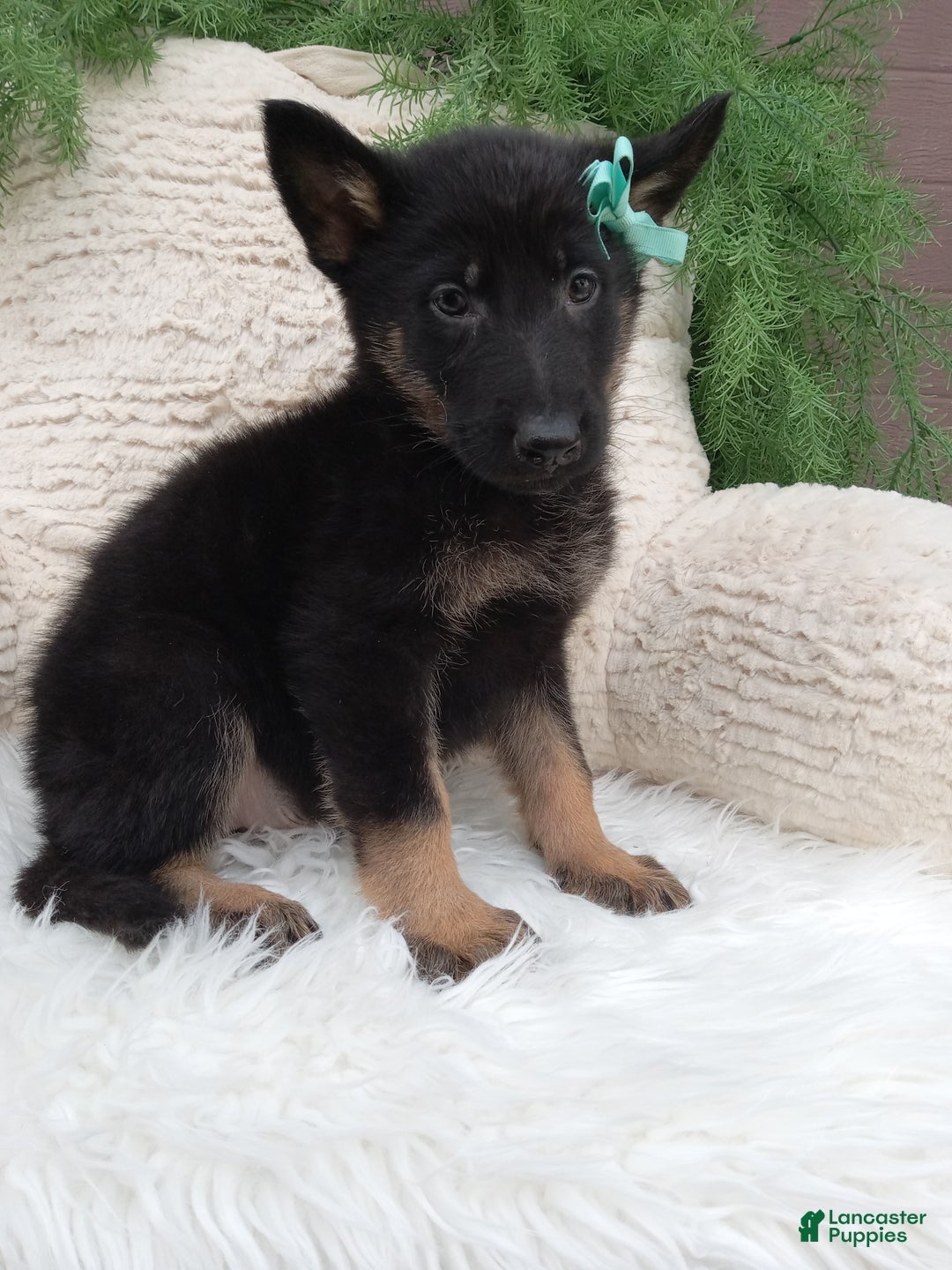 German Shepherd dogs for sale: Bandit  - Ad 4