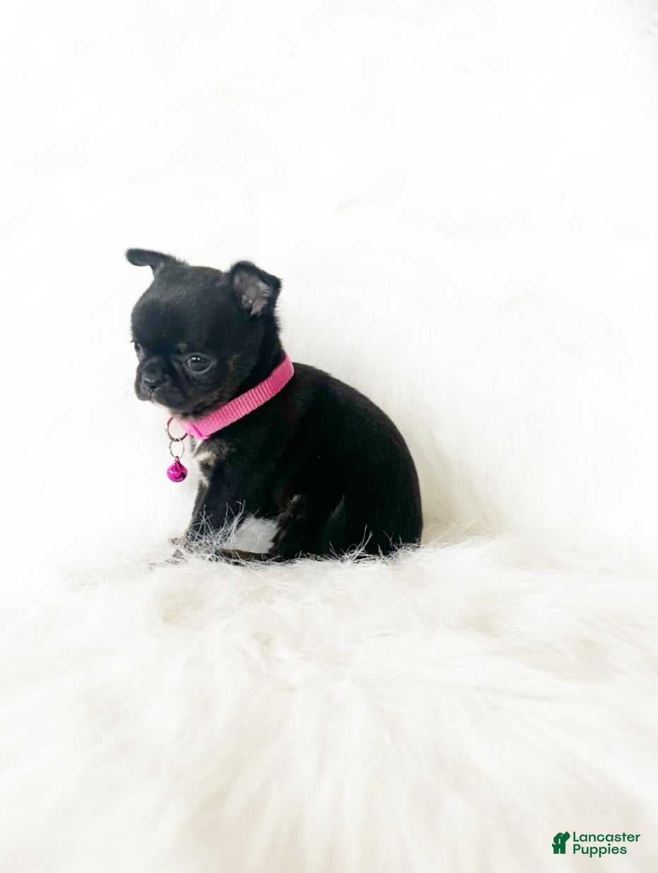 Chihuahua dogs for sale: Cherry - Ad 1