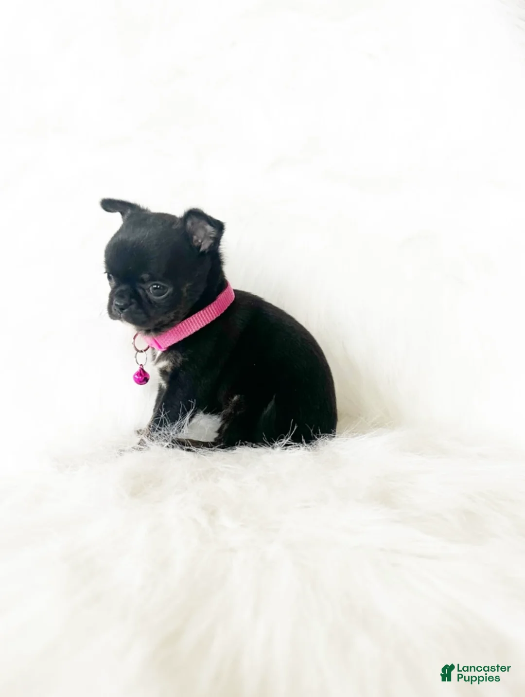 Chihuahua dogs for sale: Cherry - Ad 1