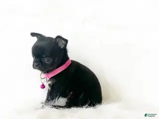 Chihuahua dogs for sale: Cherry - Ad 1