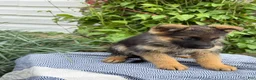 German Shepherd dogs for sale: Gertie - Ad 5