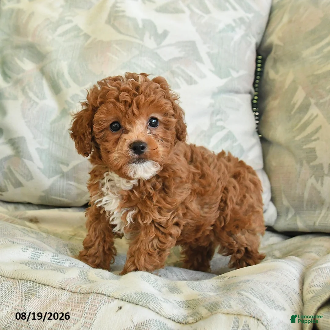 Toy Poodle dogs for sale: Smores - Ad 2