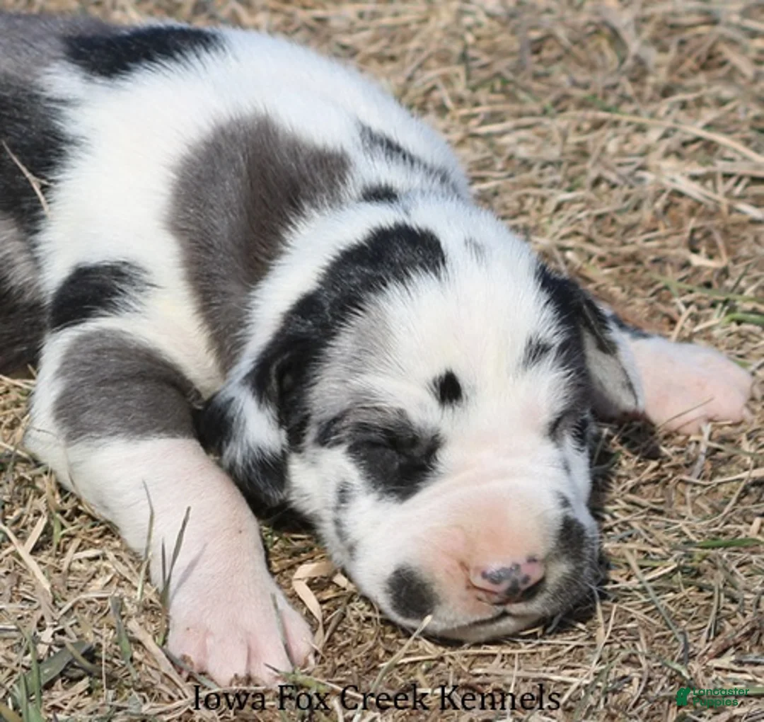 Great Dane dogs for sale: Harley - Ad 1