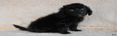 Bernedoodle 7