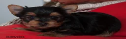 Yorkshire Terrier dogs for sale: Sophia - Ad 3