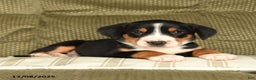 Greater Swiss Mountain Dog dogs for sale: Radar - Ad 2