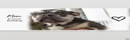 Mixed Breed dogs for sale: Dolce - Ad 7