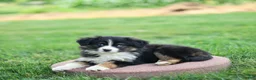 Miniature Australian Shepherd dogs for sale: Jonas - Ad 4