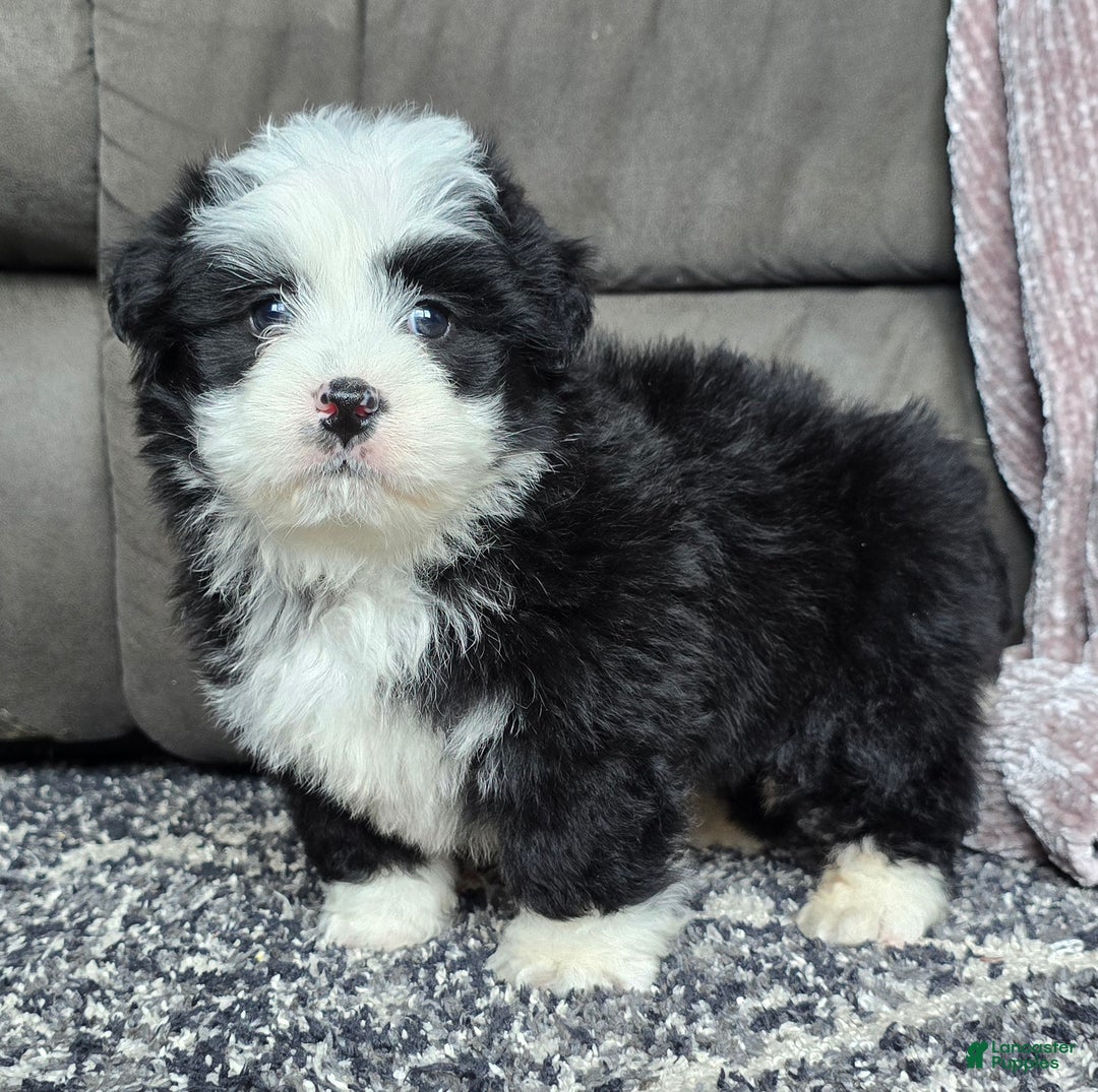 Mini Bernedoodle dogs for sale: Mini Boots - Ad 7