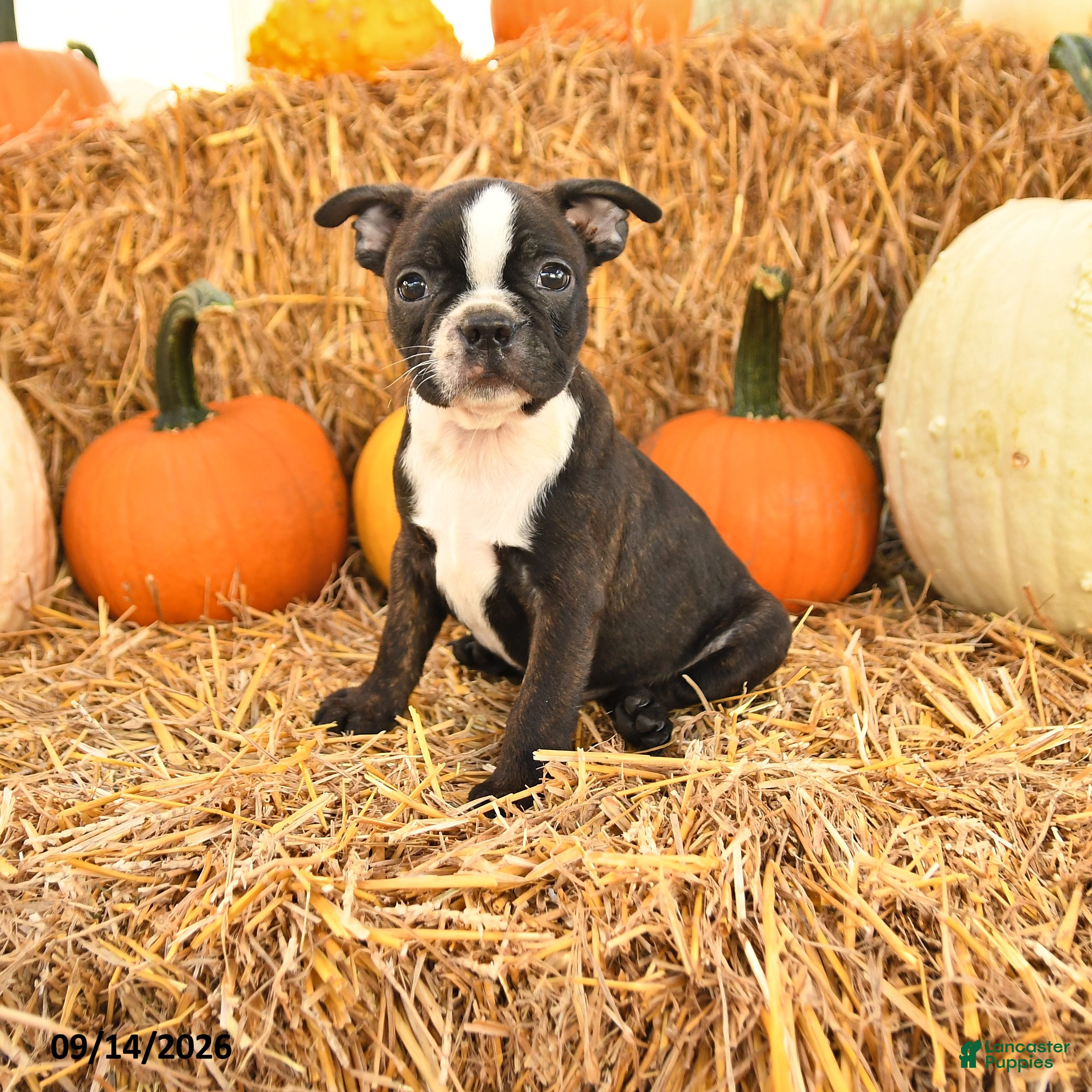 Boston Terrier dogs Roger - Ad 1