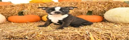 Boston Terrier dogs for sale: Roger - Ad 1
