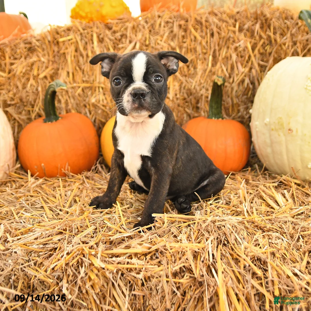 Boston Terrier dogs for sale: Roger - Ad 1