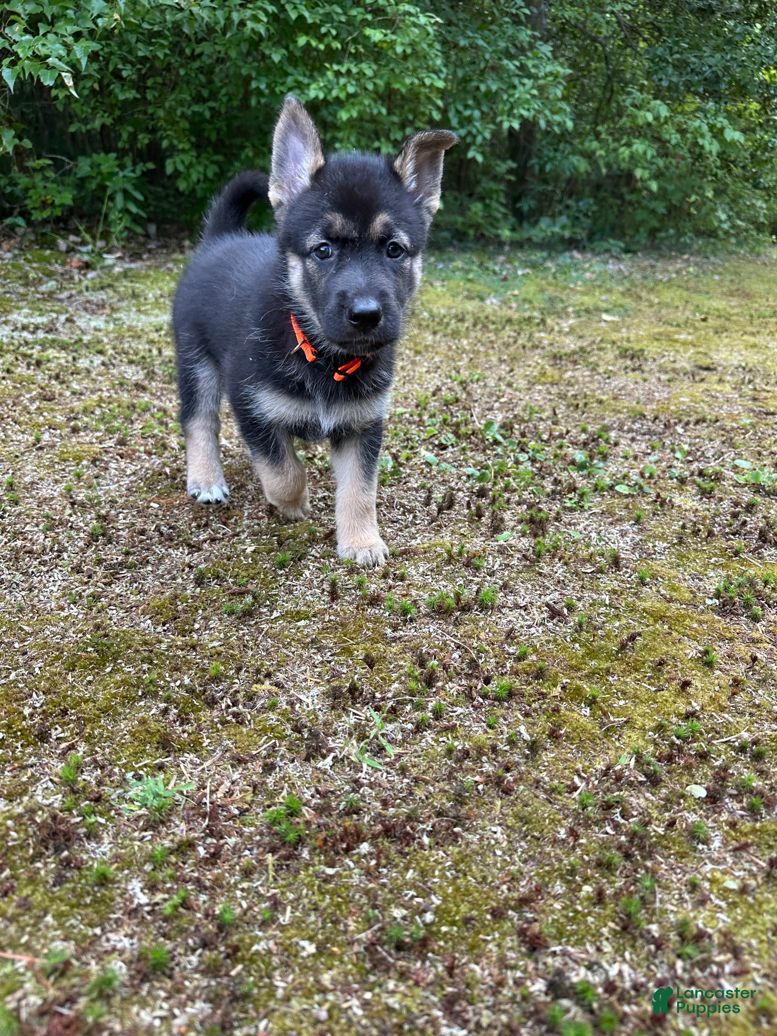 Gerberian Shepsky dogs Gerberian Shepsky 1 - Ad 15