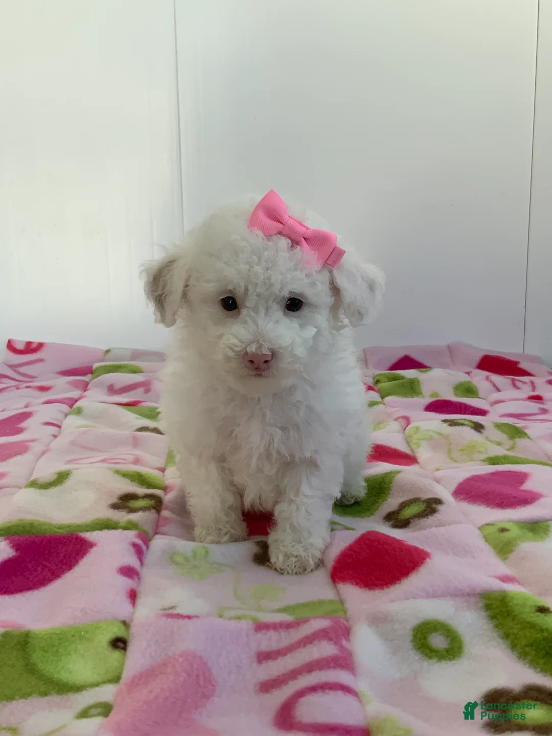 Toy Poodle dogs for sale: Shelly - Ad 4
