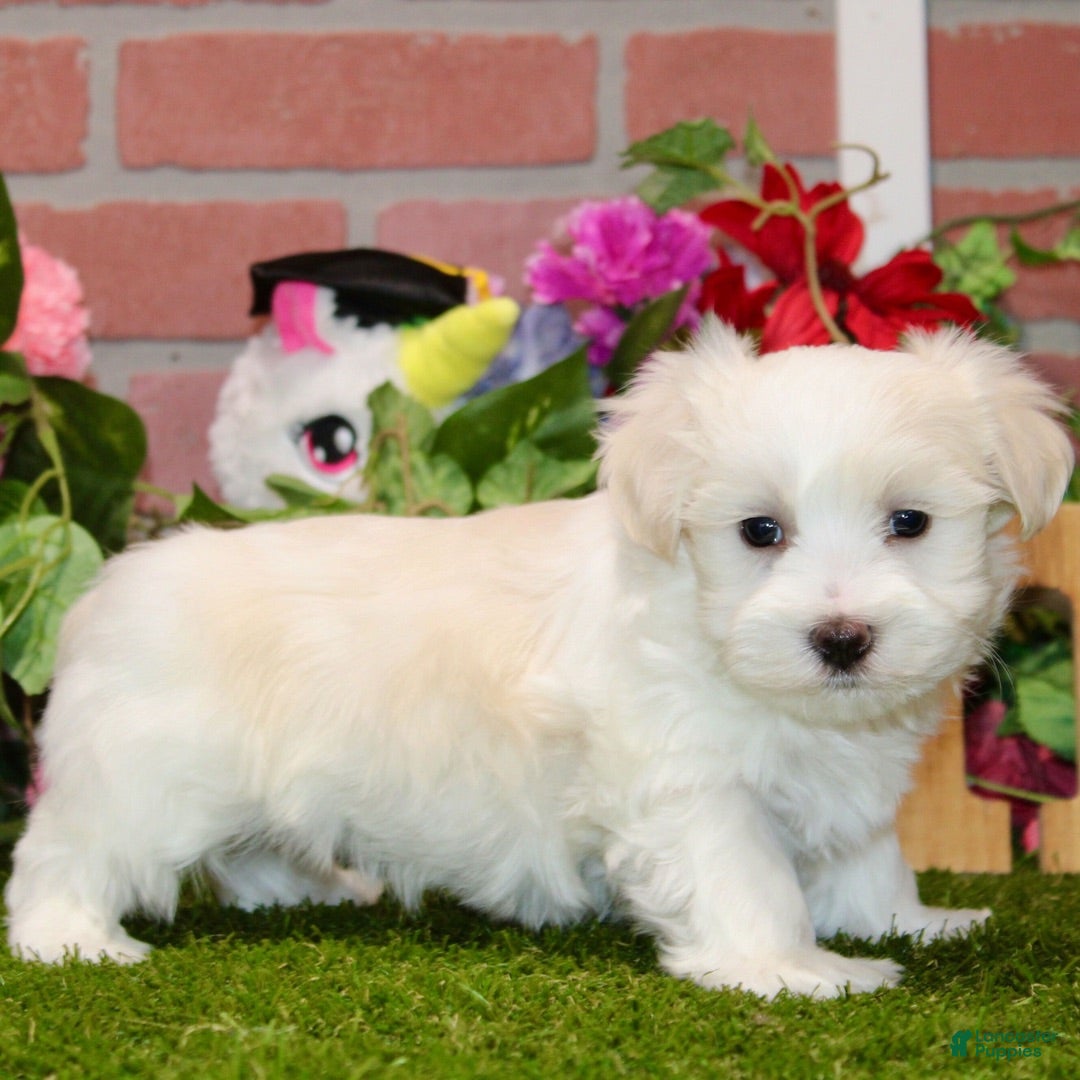 Morkie dogs JOVI - Ad 41