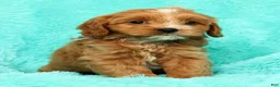Cavapoo dogs for sale: Bobby - Ad 9