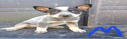 Australian Cattle Dog dogs for sale: Australian Cattle Dog 1 - Ad 8