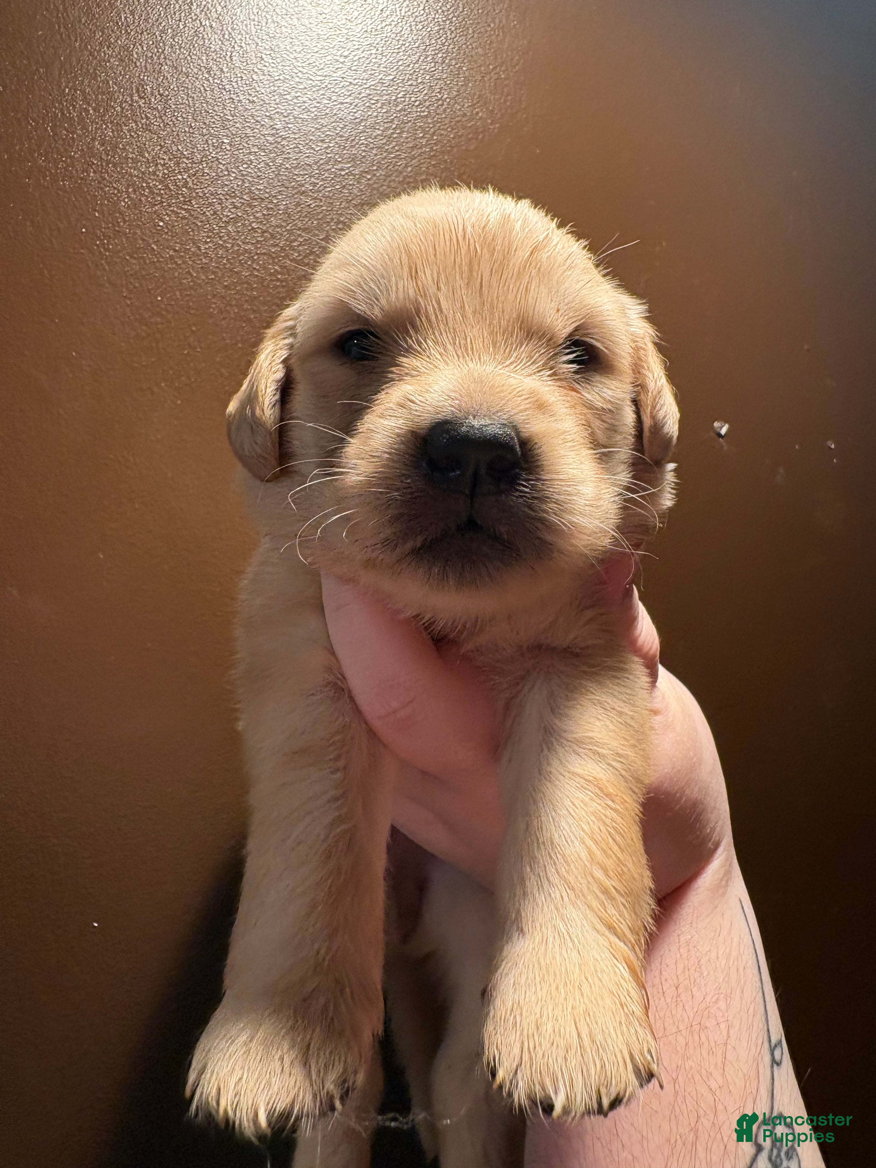 Golden Retriever dogs Brioche - Ad 6