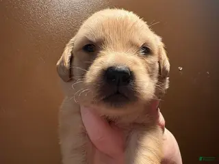 Golden Retriever dogs Brioche - Ad 24