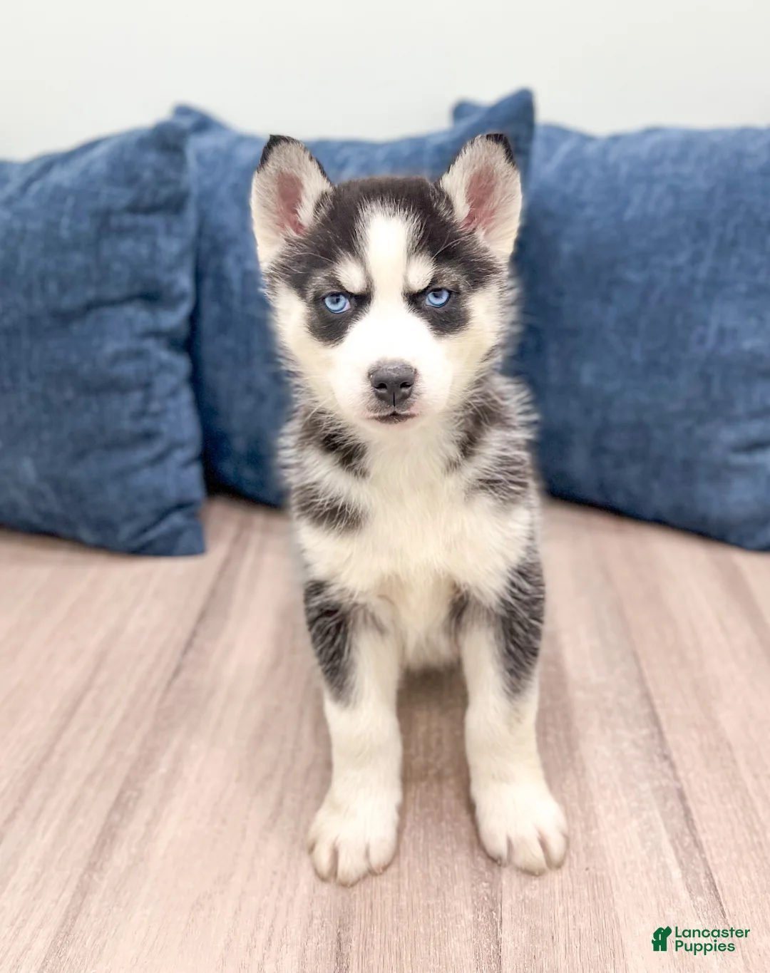 Siberian Husky dogs for sale: Sarge - Ad 1