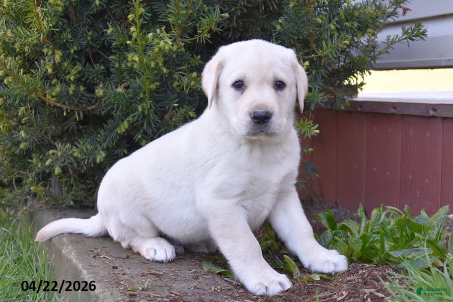 Labrador Retriever dogs Weston - Ad 1